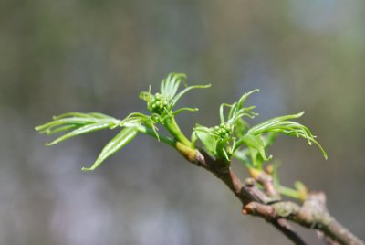 Phellodendron amurense - korkovník amurský (jarní listy) (2)
